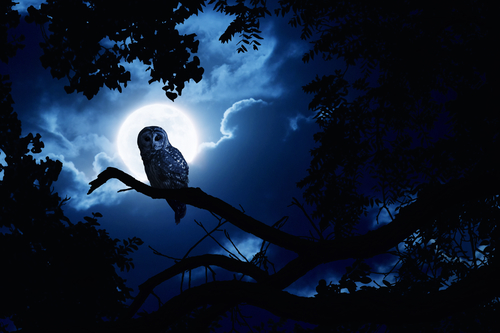 Owl Watches Intently Illuminated By Full Moon On Halloween Night