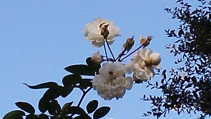 white-flowers-florida
