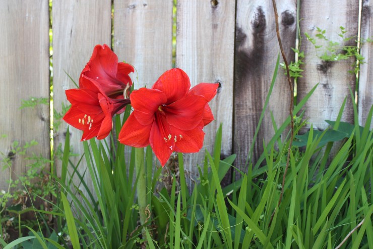 Flowers, red amaryllis (25)