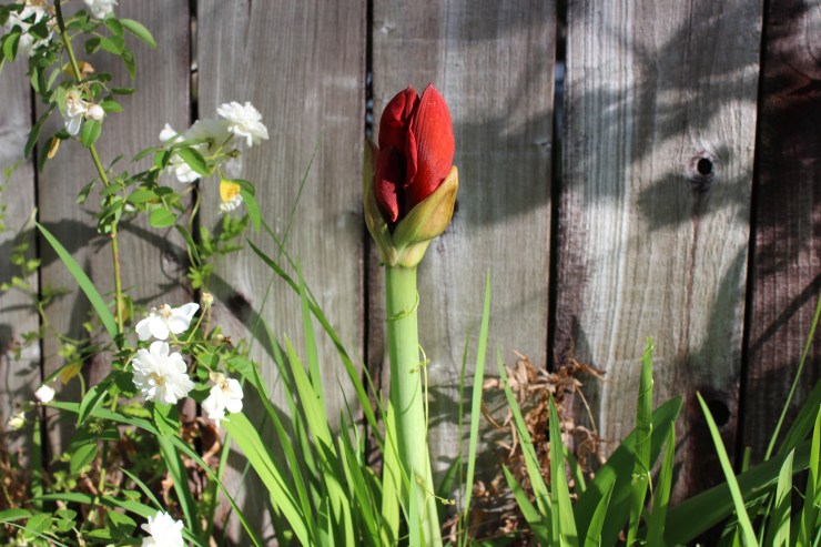 amaryllis bud