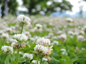 entire field of white clovers