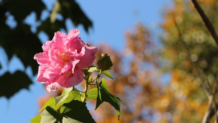 pink flower with fall foliage in background