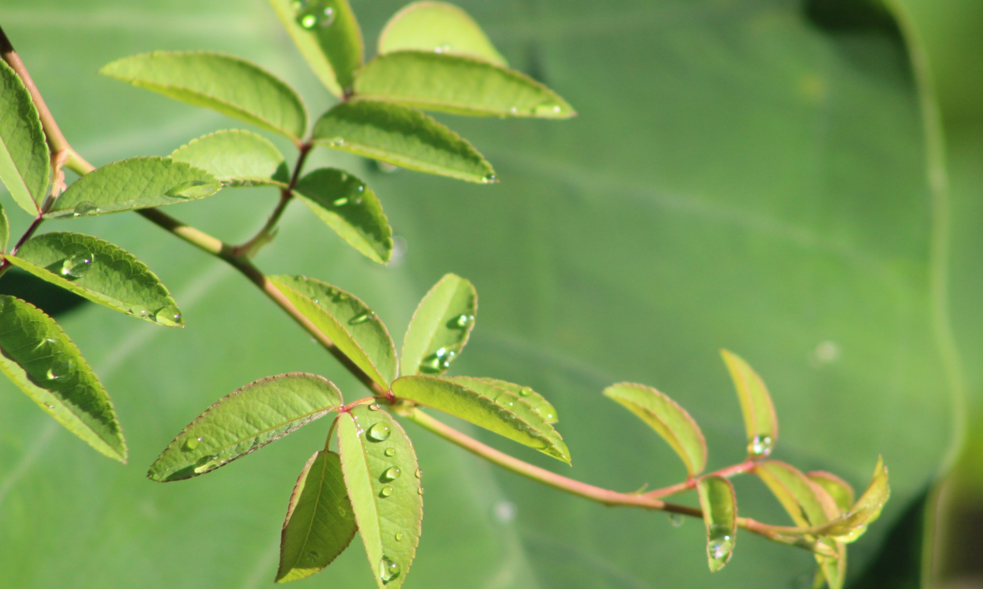 Dewdrops on the leaves of the vine
